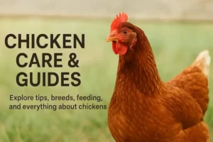 chicken care and guides