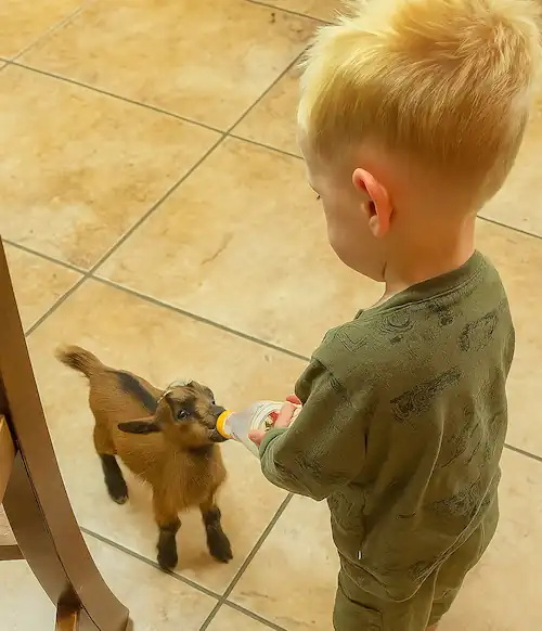 a baby boy feeding milk to a baby goat