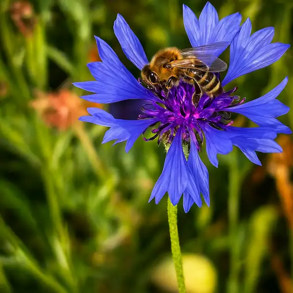a worker bee collecting nectar from the flower