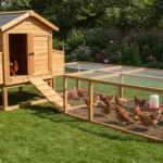 How to Build a Chicken Coop?-Beginner's Guide 2 chicken coop and run with hens