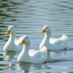 Top 12 Safe Duck Treats List—Do’s and Don’ts 7 ducks swimming in the park
