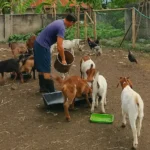 What Do Goats Eat – Healthy Goat Feed & Diet Tips 11 a farmer feeding his goats in his farm