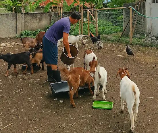a farmer feeding his goats in his farm