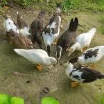 What Do Ducks Eat? A Guide to Healthy & Safe Feeding 8 feeding a flock of backyard ducks