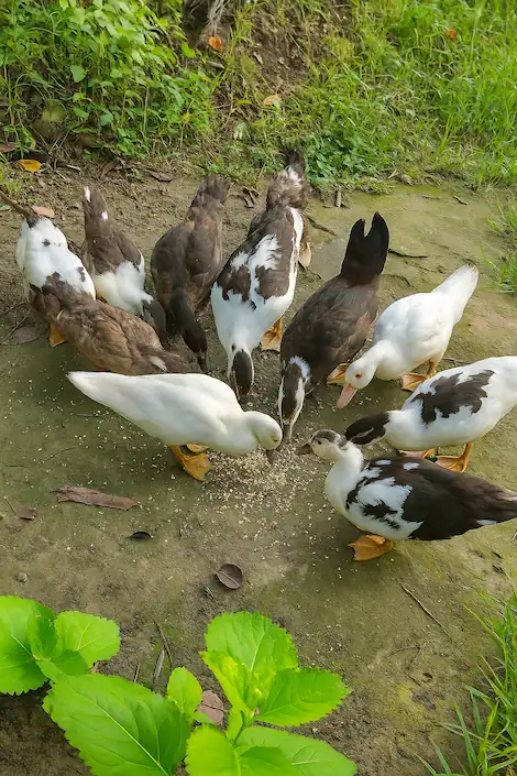 feeding a flock of backyard ducks