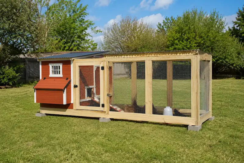 How to Build a Chicken Coop?-Beginner's Guide 18 Finished backyard chicken coop and 10×6-foot run built from lumber and hardware cloth, providing a secure, predator-resistant enclosure with sheltered housing and outdoor access for six chickens