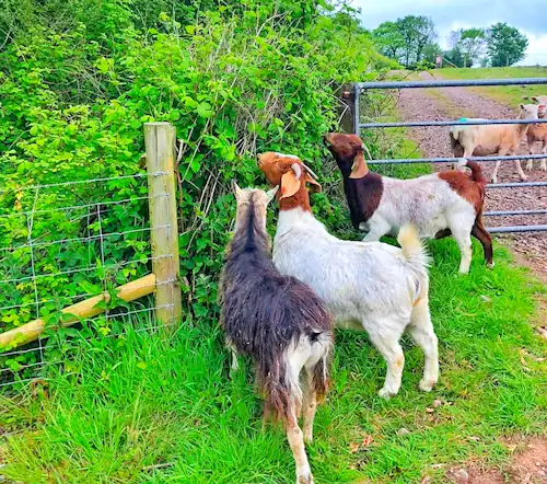 goats browsing in the farm