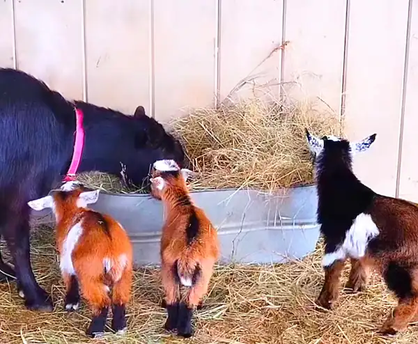 a mother goat eating hay with three baby goats