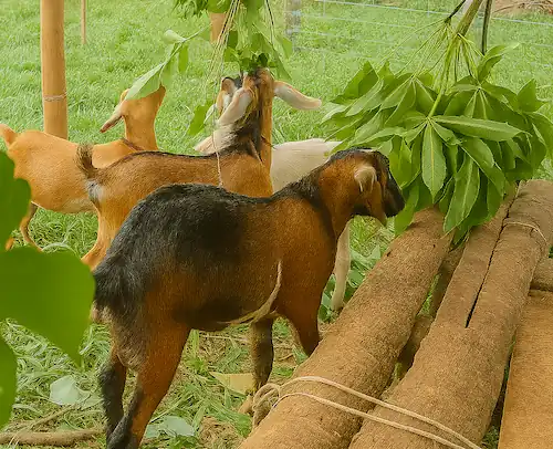 three goats eating plants in the wild