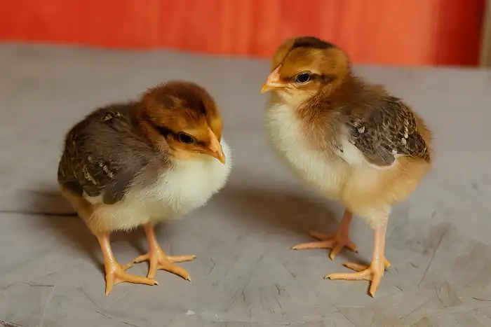 hen vs. rooster - left one is hen and right one is rooster