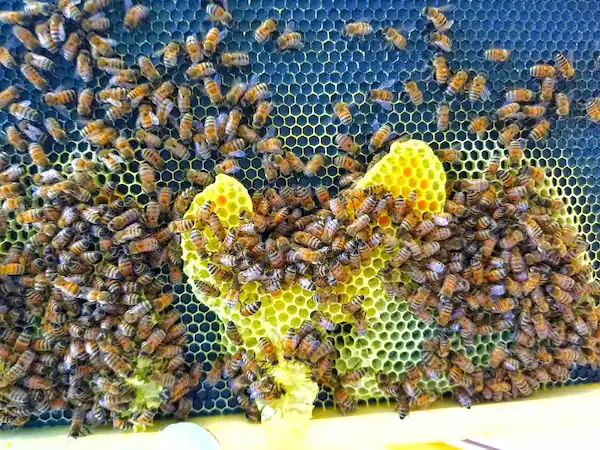 numerous honey bees sitting around honey swarm