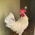 Chicken Lifespan: How Long Do Chickens Live by Breed & Care 4 my backyard chicken