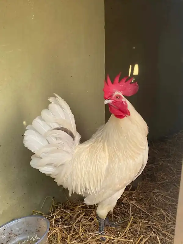 my backyard chicken