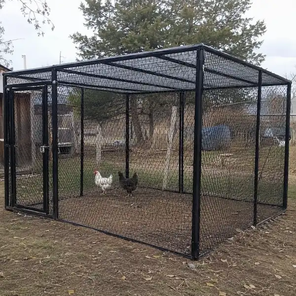 Beginner's Guide to Raising Chickens at Home 6 Metal-roofed chicken run enclosure installed in a rural backyard, featuring a black steel frame, wire mesh sides, overhead roofing panels, and free-ranging chickens inside a secure outdoor pen