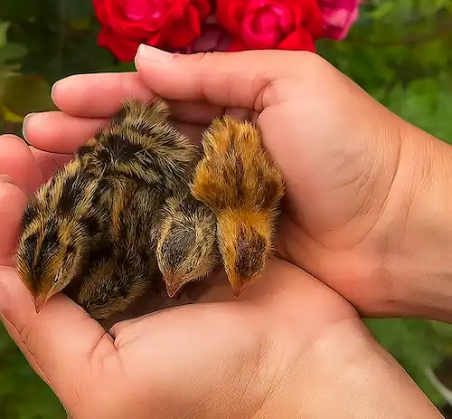 quail chicks held in hand
