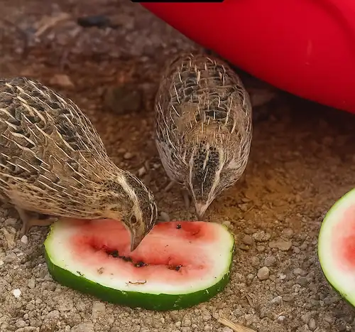two quail eating watermelon on the ground