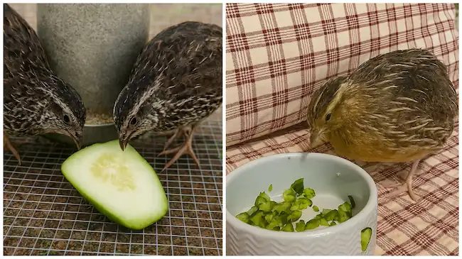 At left two quail eating lettuce, at right side quail eating cucumber