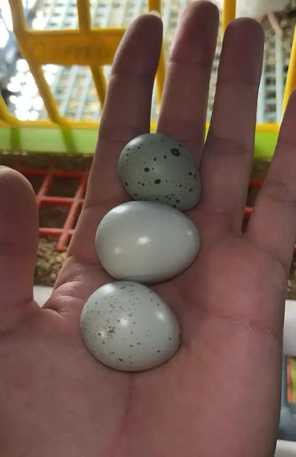three quail eggs in my hand