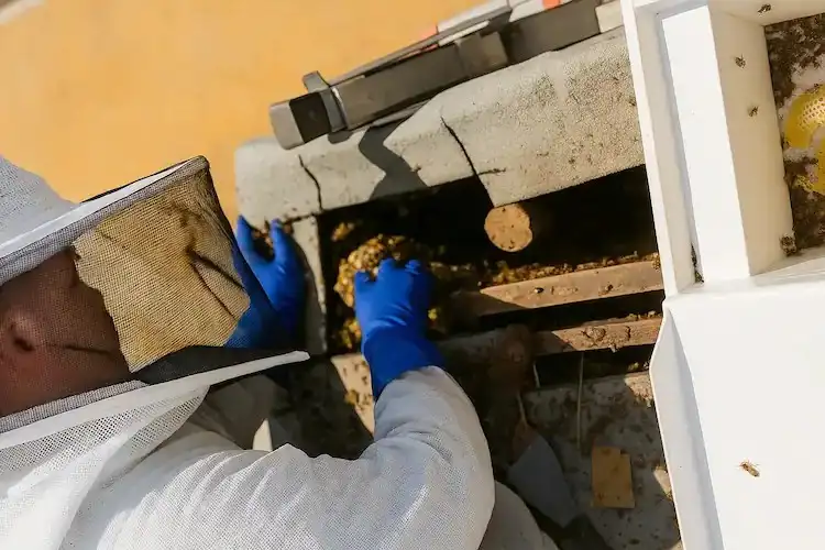 a beekeeper removing bees