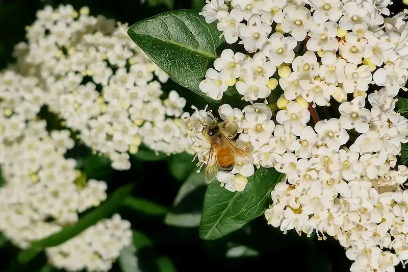 bee collecting nectar from flower