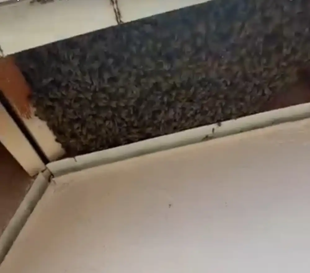 beehive inside the room corner