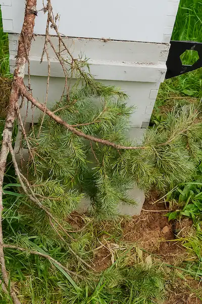 A white beehive box covered under tree branches