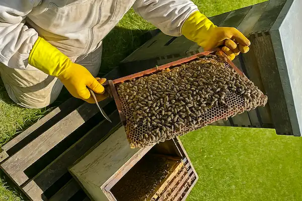 a man holding a bees hive