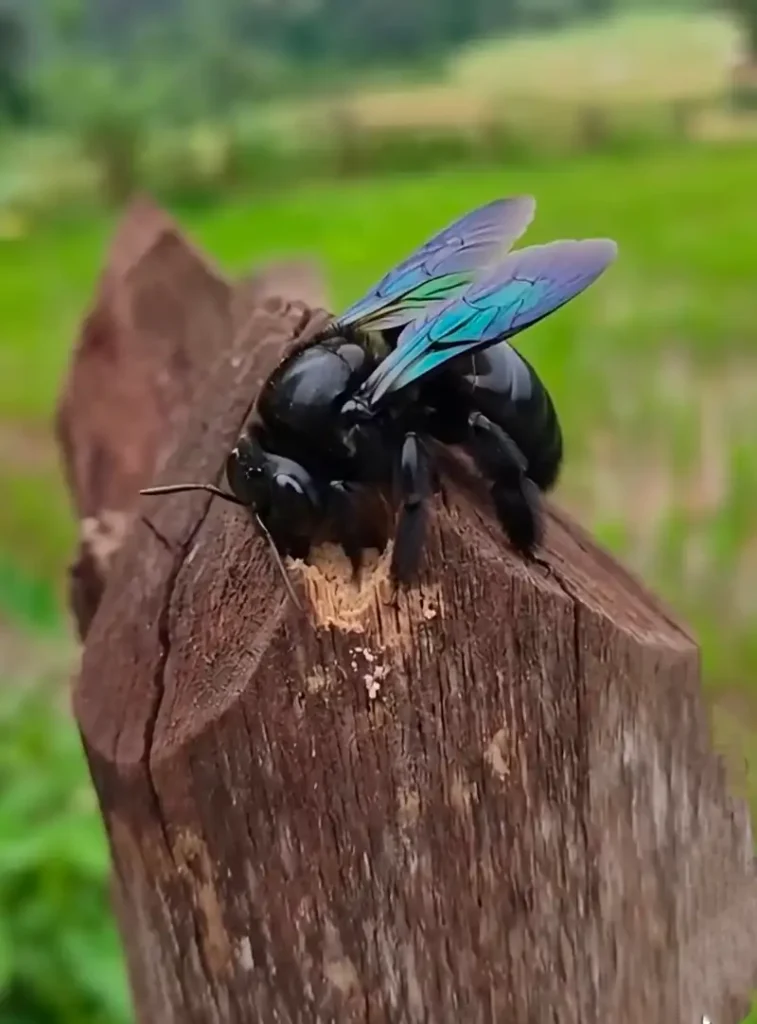 How to Get Rid of Bees Safely (Without Killing Them) 5 A black carpenter bee with iridescent blue wings resting on a weathered wooden post