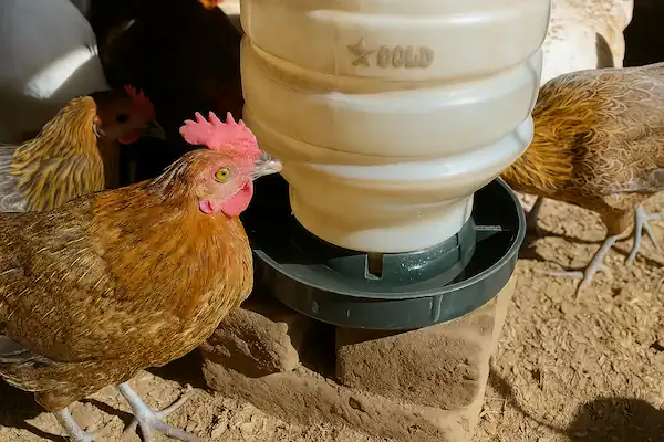 two hens drinking water in waterer