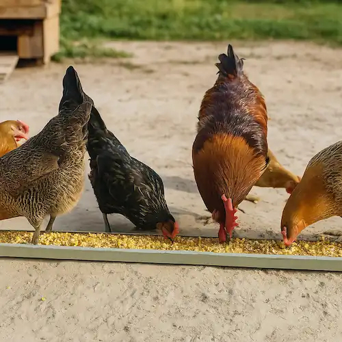  a group of chickens eating oats in feeder