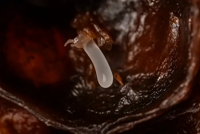 Close-up of a bee egg inside a honeycomb cell