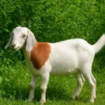 a white goat with brown patch on neck munches on bushes