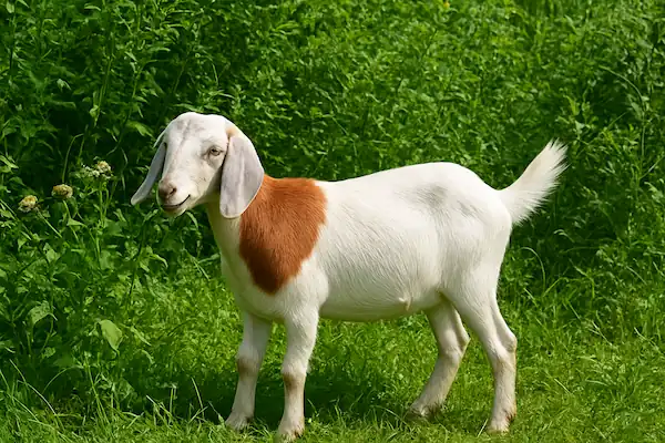 a white goat with brown patch on neck munches on bushes