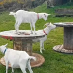 a white goat climbed on wooden cable spool