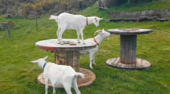 a white goat climbed on wooden cable spool