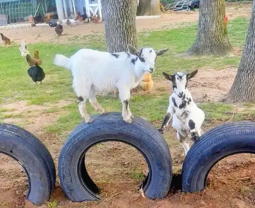 a white goat with brown patches climbing on old tires
