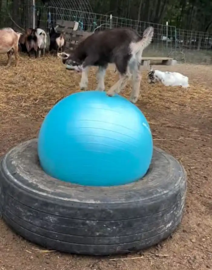 Best Goat Toys: Fun & Interactive DIY Toys for Goats 12 A young goat standing on a large blue exercise ball placed inside a black tyre as a fun climbing and balancing toy.