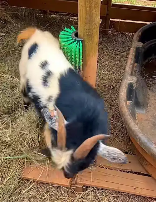 Best Goat Toys: Fun & Interactive DIY Toys for Goats 10 A black and white goat rubbing against a green mounted scratching brush attached to a wooden post inside a goat shelter.