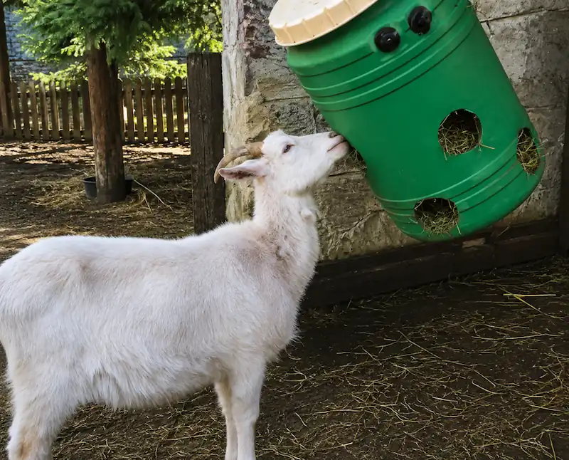 Best Goat Toys: Fun & Interactive DIY Toys for Goats 14 A white goat reaching into a green hanging feeder filled with hay inside a rustic farm enclosure.