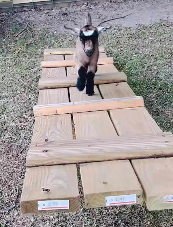 Best Goat Toys: Fun & Interactive DIY Toys for Goats 17 A young brown and black goat walking across a homemade wooden seesaw with raised wooden rails in a grassy enclosure.