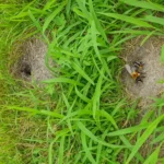 How to Safely & Effectively Get Rid of Ground Bees 13 holes of ground bees surrounded by grass