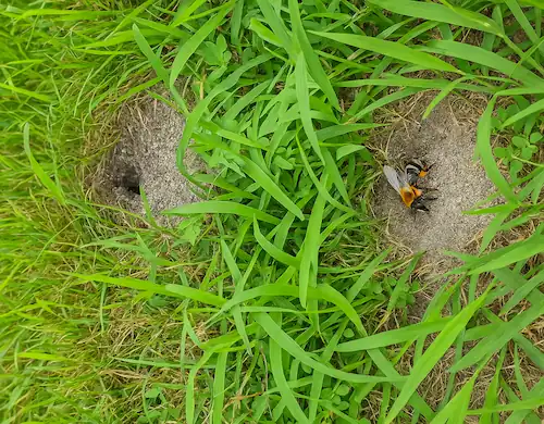 holes of ground bees surrounded by grass