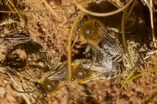 a closer look of ground bees