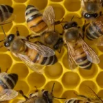 honey bees buzzing around their honeycomb