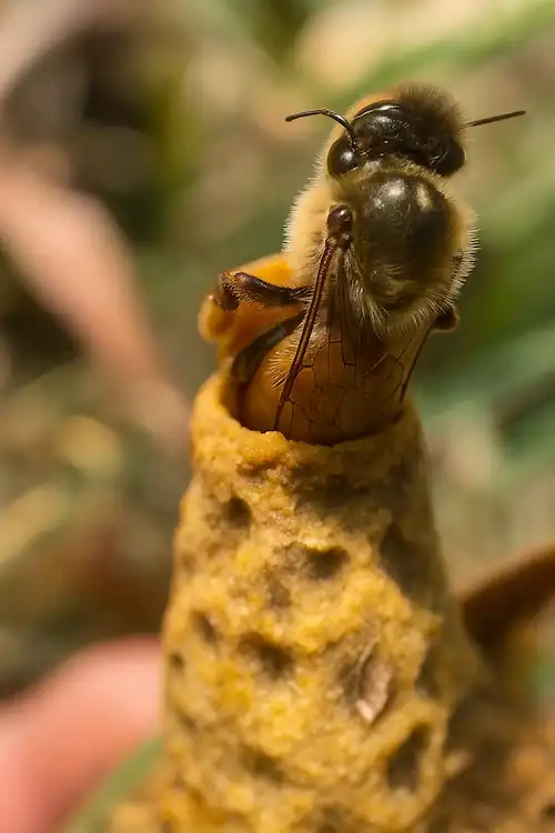 honey bee emerging out from queen cell