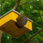 How To Move Beehives - Long & Short Distances 15 honeybees box in the tree at height