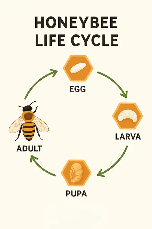 diagram showing four stages of life cycle of bees