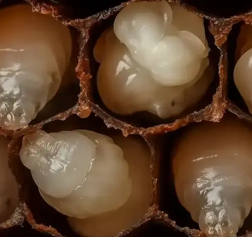 bees inside at pupa stage of life cycle