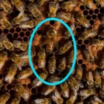 How Does a Bee Become a Queen - raising Queen Honey Bees 12 a queen bee in the honey bee colony