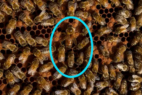 a queen bee in the honey bee colony